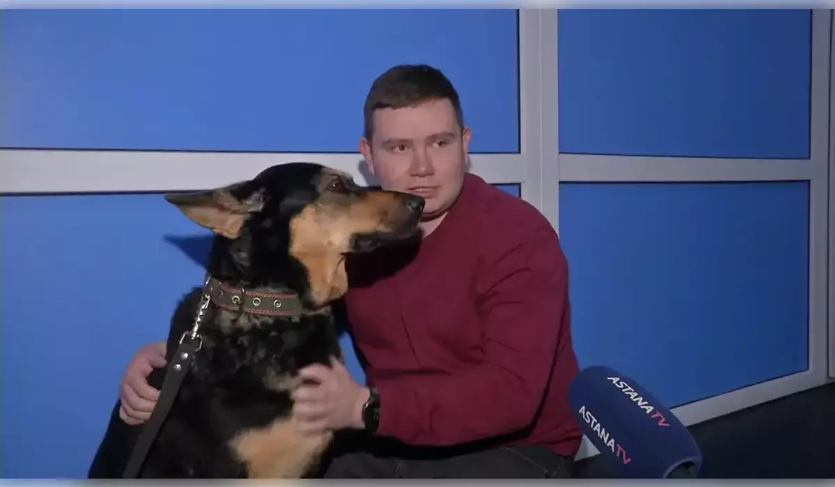 Немецкой овчарке в Казахстане заменили тазобедренный сустав (ВИДЕО)