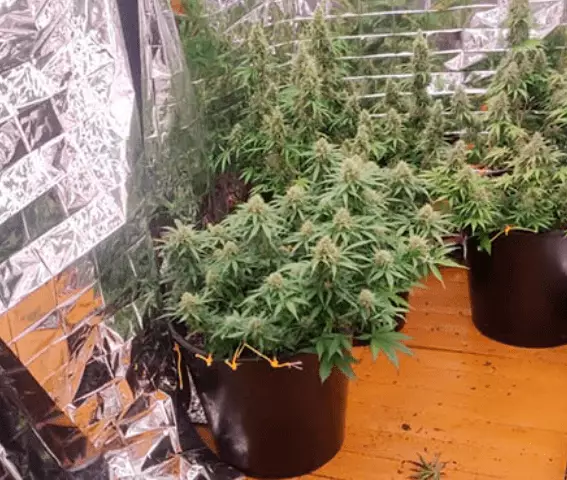 Жителя Костанайской области задержали за выращивание конопли