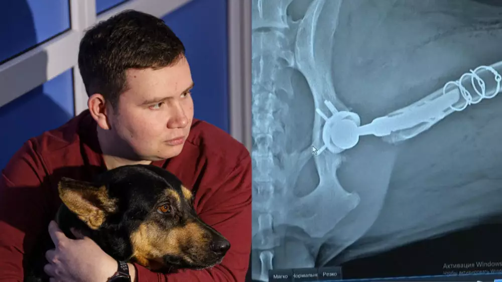 Новая жизнь для Джесси: впервые в Казахстане собаке заменили сустав