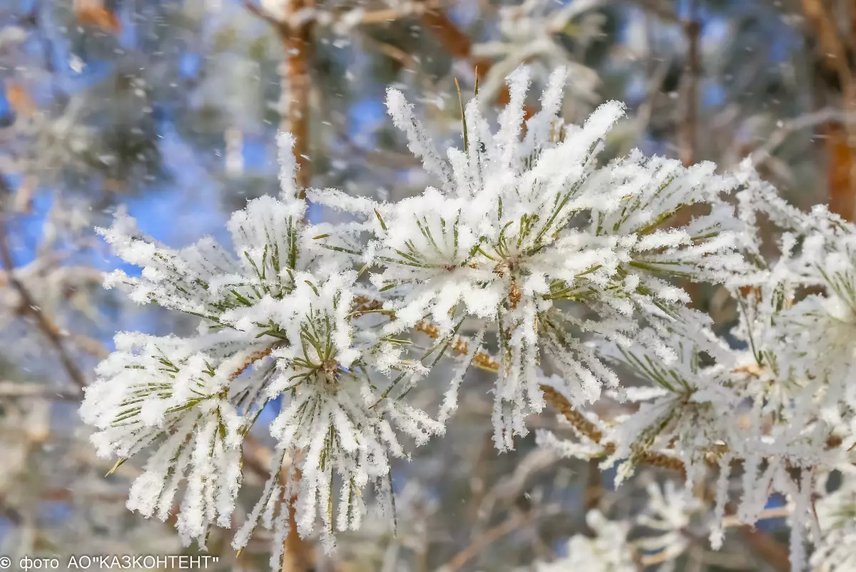 Морозы до 42 градусов: штормовое предупреждение объявлено в ряде регионов Казахстана