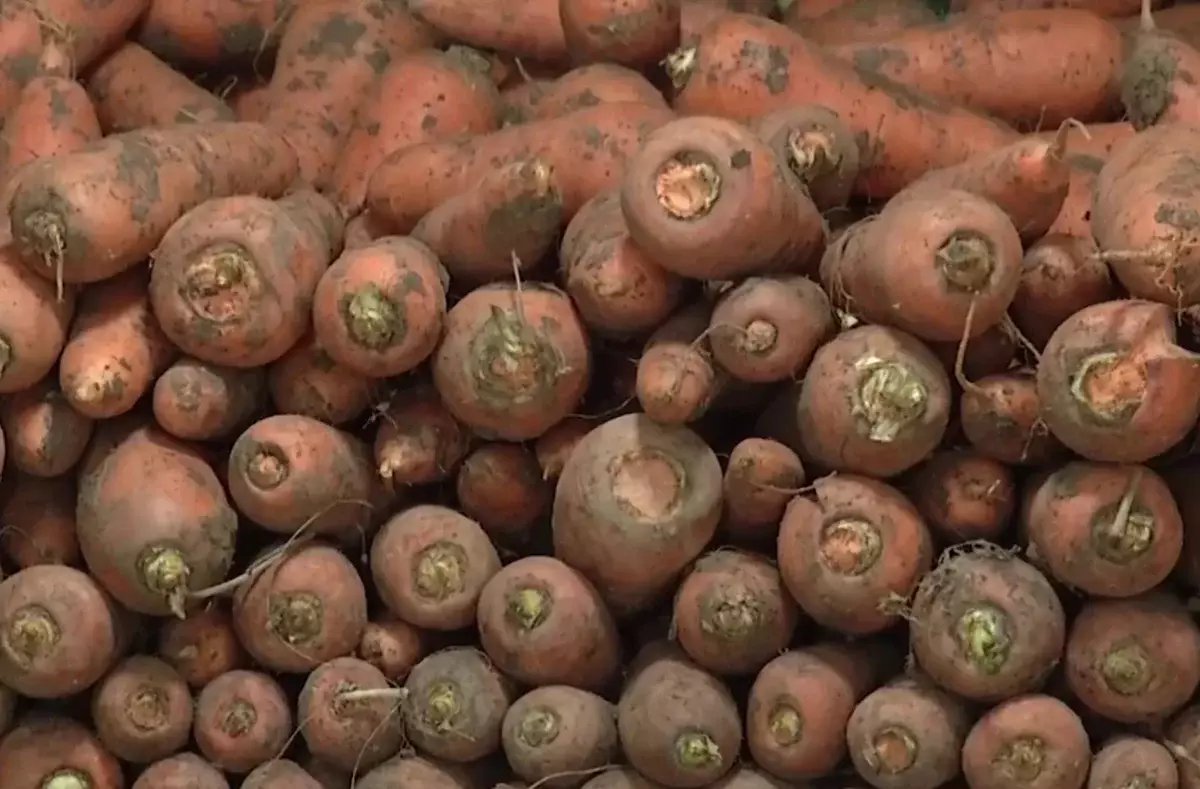 Аграрии несут убытки: на овощехранилищах Павлодарской области гниет морковь