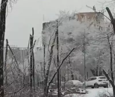 Жители Алматы пожаловались на вырубку деревьев из-за строительства ЖК