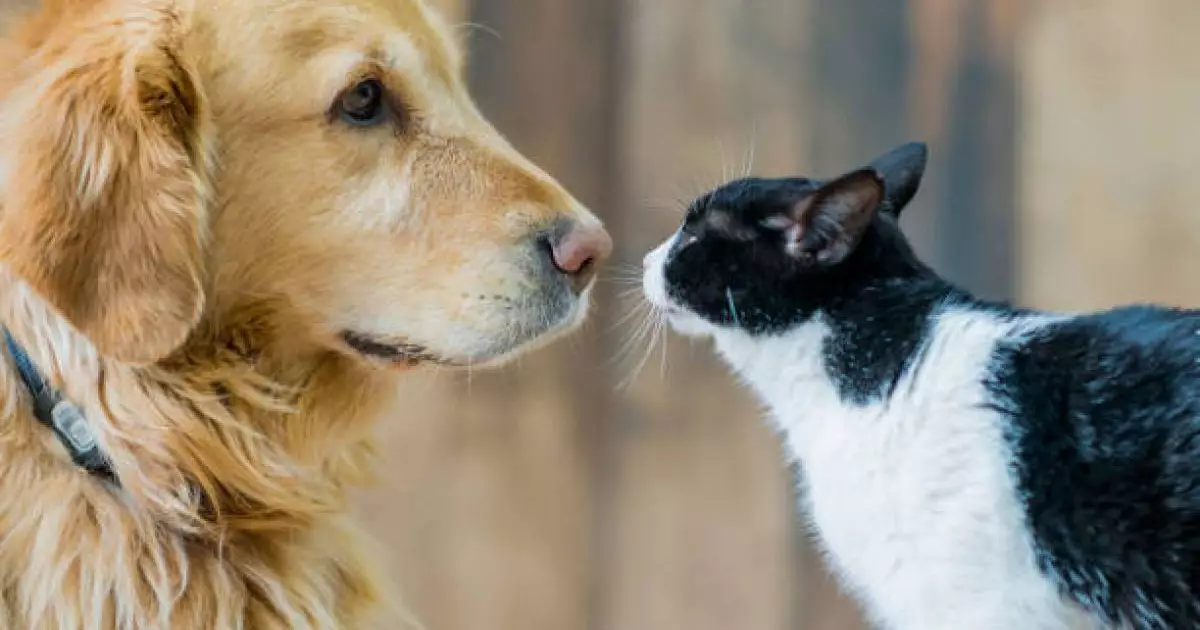  Көше кезген жануарларды тамақтандыруға тыйым салынған ба? – ІІМ жауап берді 