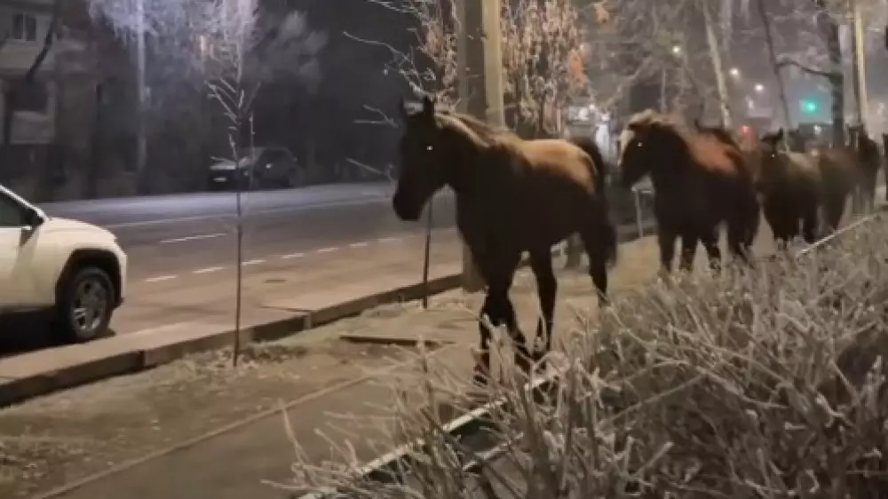 “Всю ночь бегали“: табун лошадей на улицах Алматы попал на видео