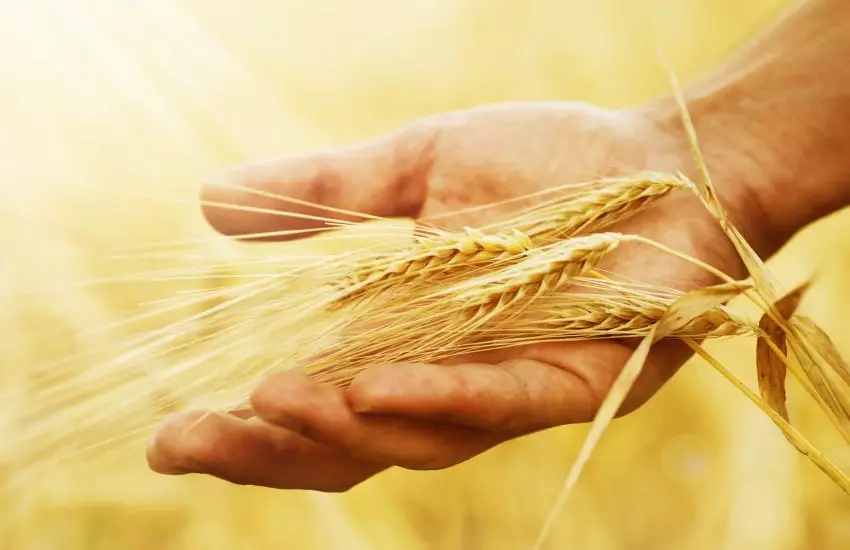 Посевы пшеницы в Казахстане сократят на 100 тысяч гектаров.