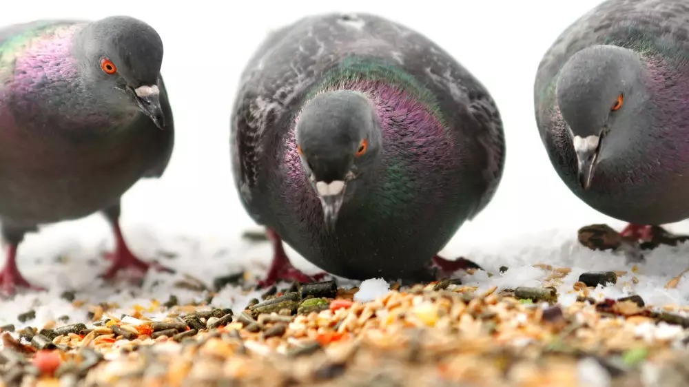 Неаккуратное кормление голубей может дорого обойтись казахстанцам