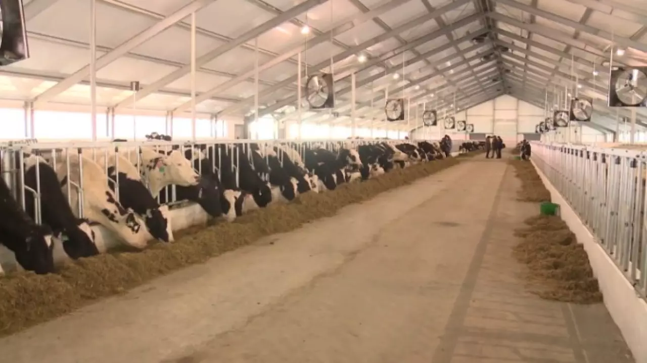 На развитие животноводства в Казахстане выделят ₸200 млрд