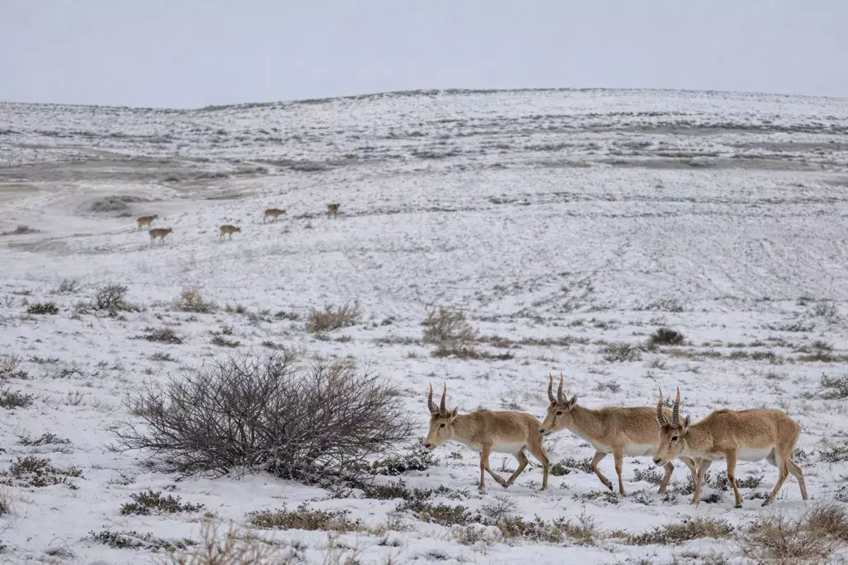 Въезд на территорию Устюртского заповедника подорожал - новости на Lada.kz 16.01.2026