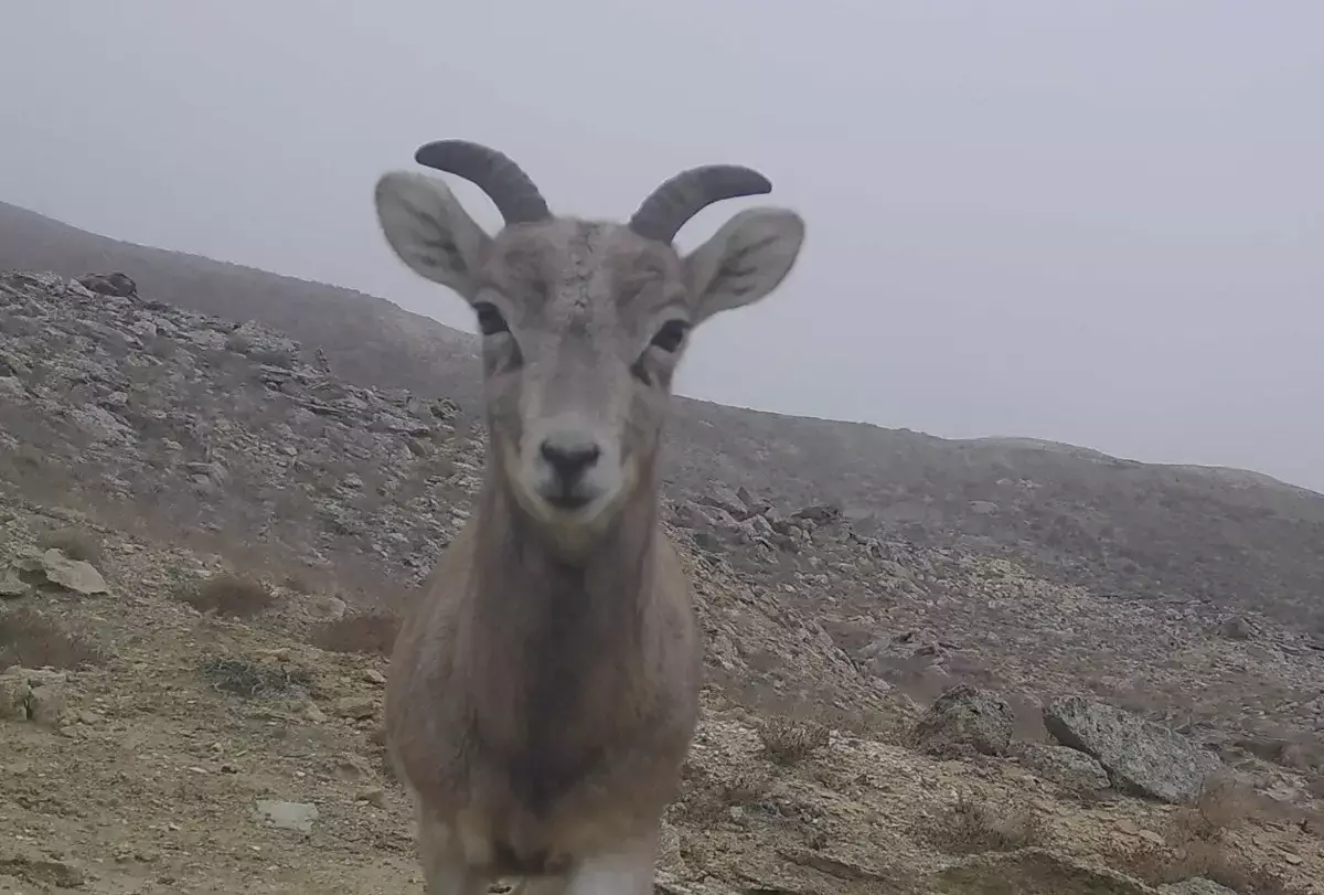 Зимняя жизнь диких животных и птиц в природном парке «Кызылсай» - новости на Lada.kz 16.01.2026