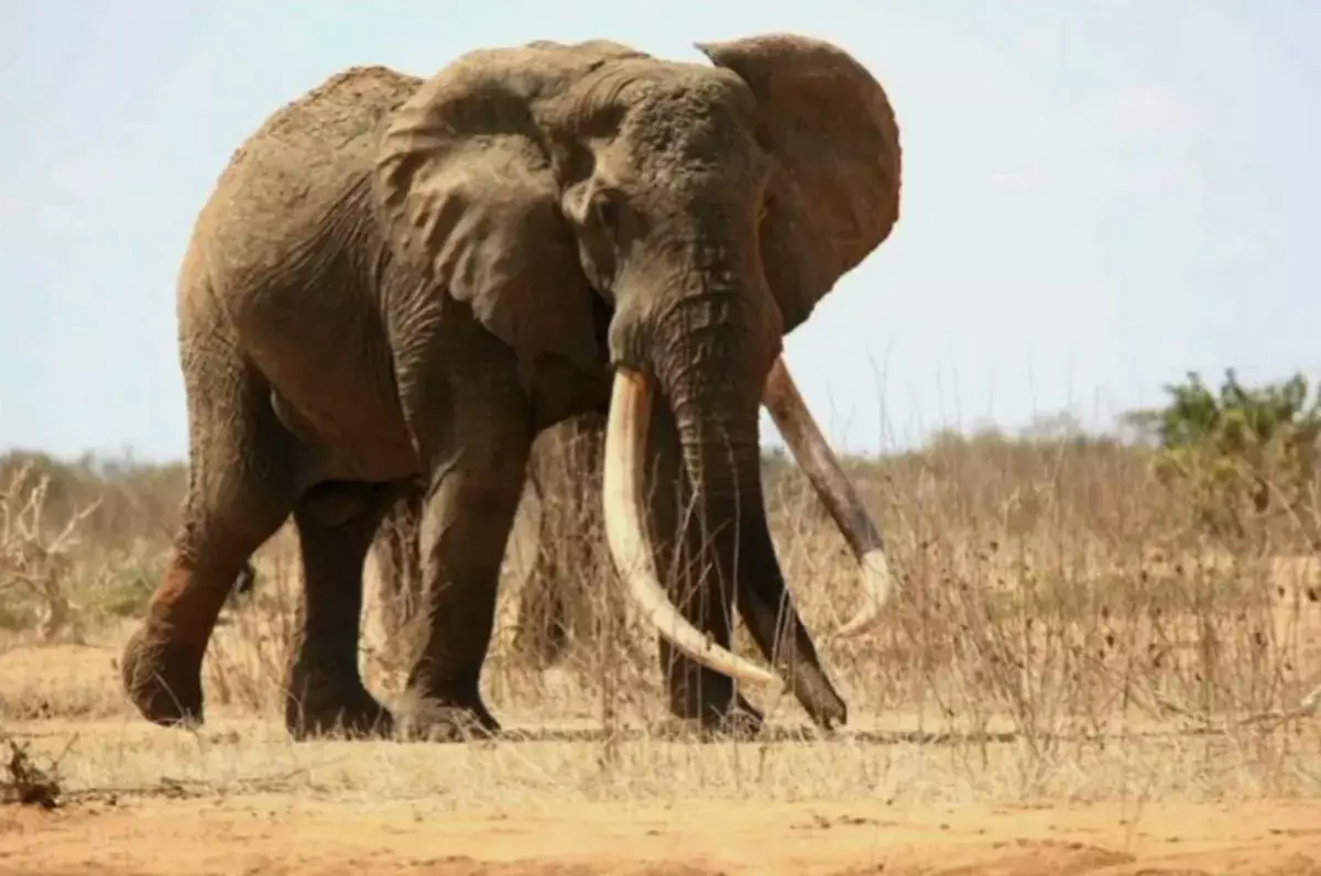 Слоны научили кофе быть мягким: тайна дорогого Black Ivory раскрыта - новости на Lada.kz 16.01.2026