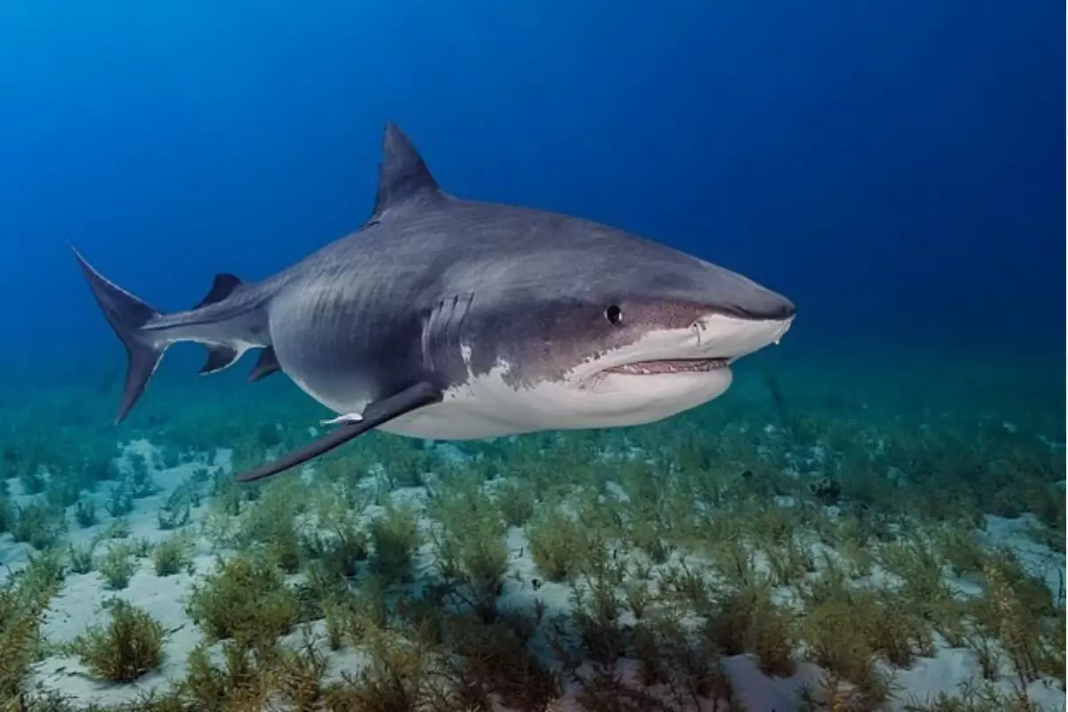 Акуланы суретке түсірмек болған әйел екі бірдей қолынан айырылып қалды