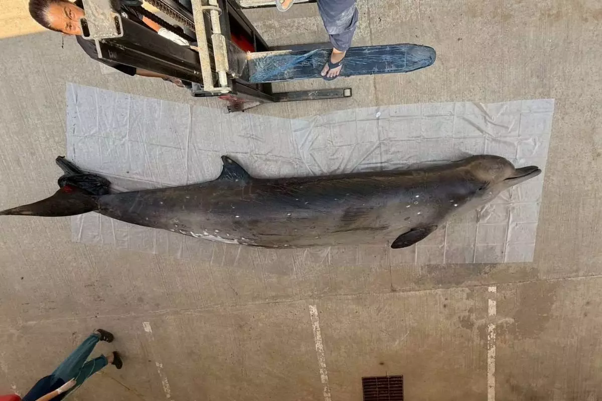 Редчайшее животное обнаружили в водах Таиланда