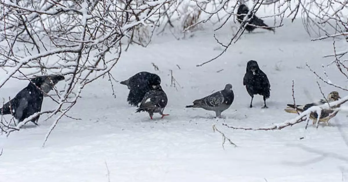  Аулада құстар мен иесіз жануарларға жем беретіндерге айыппұл салына ма 