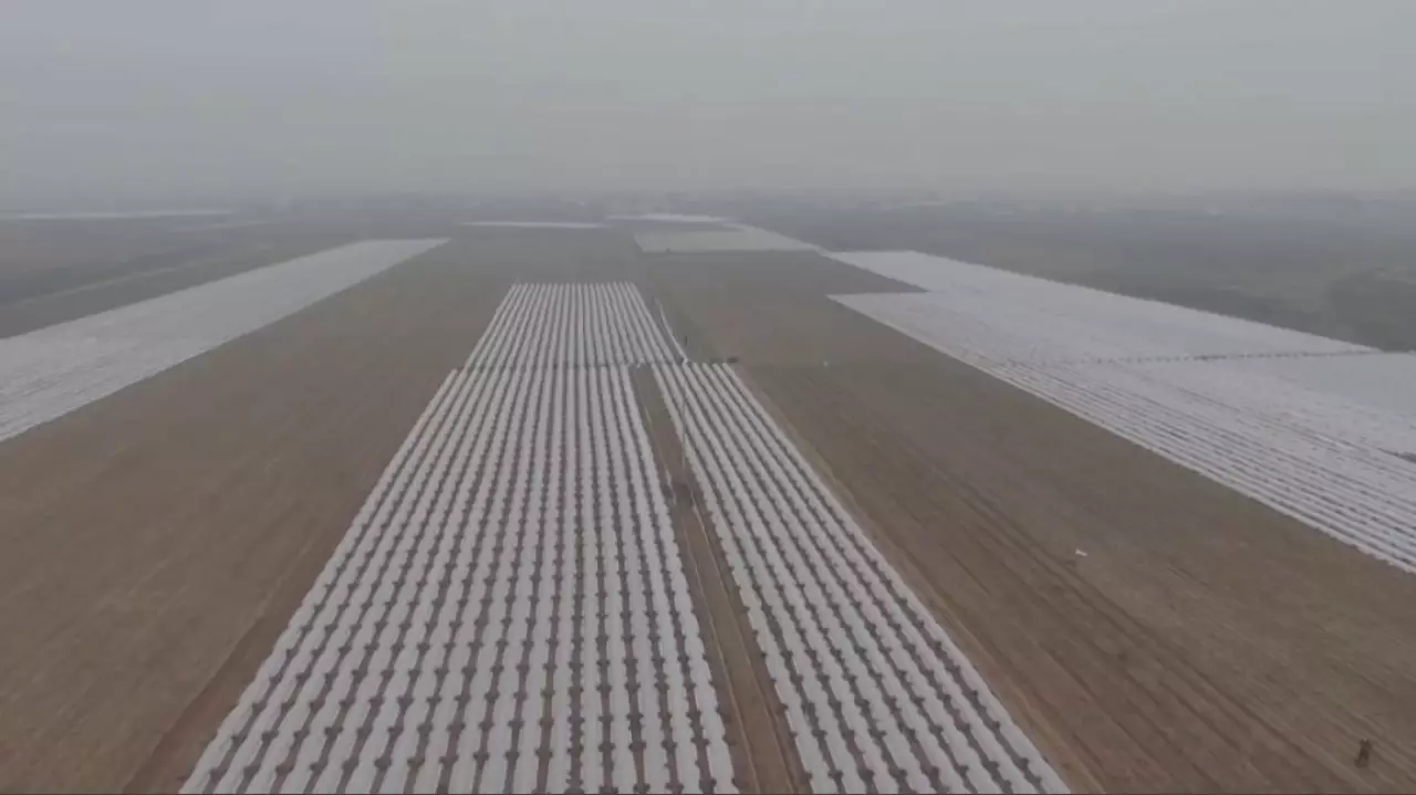 Түркістан облысында ерте пісетін көкөніс егіліп жатыр