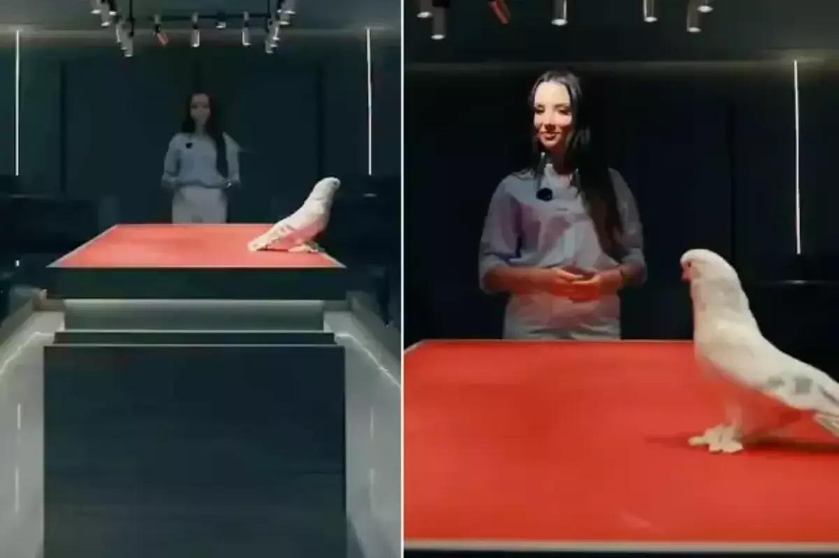 Голубь дороже мавтомобиля: продажа, которая потрясла Турцию - новости на Lada.kz 17.01.2026