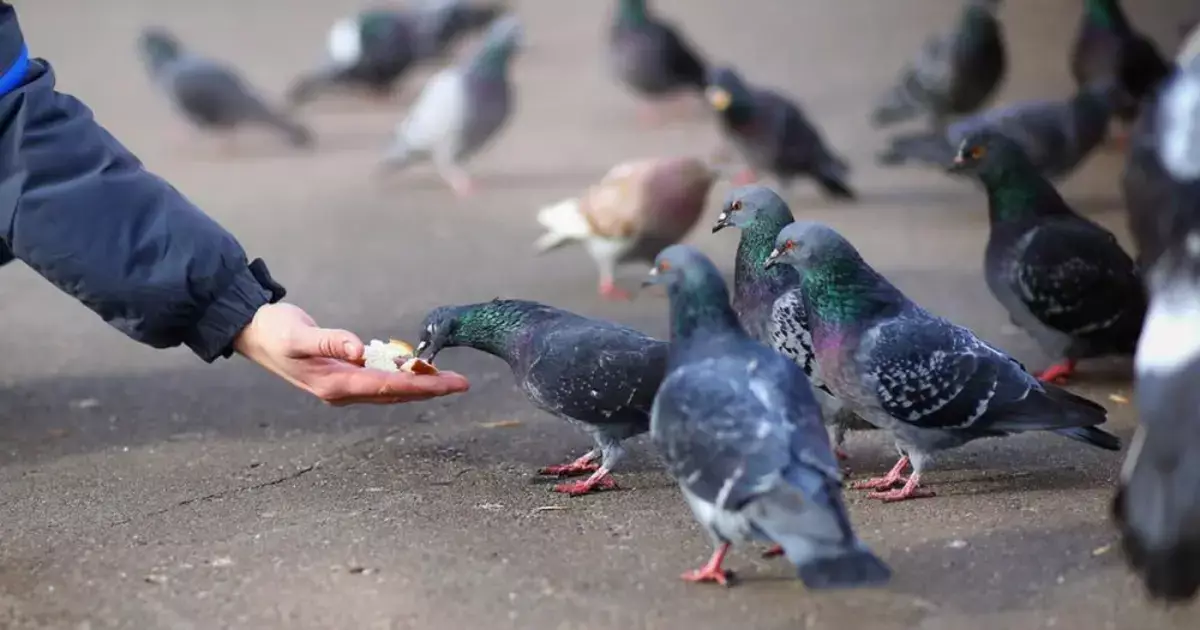 Кормите животных и птиц аккуратно: в Казахстане за оставленный мусор штраф - до 86 тысяч тенге - новости на Lada.kz 17.01.2026
