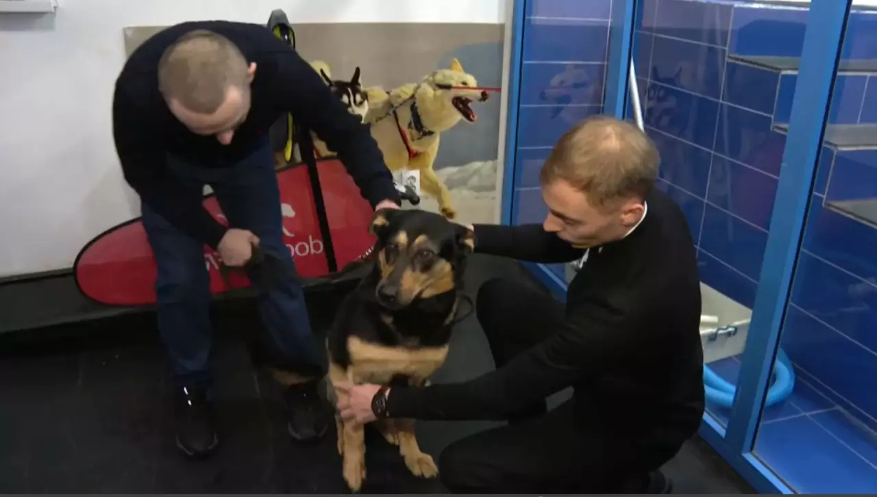 Иттің буынына операция жасалды