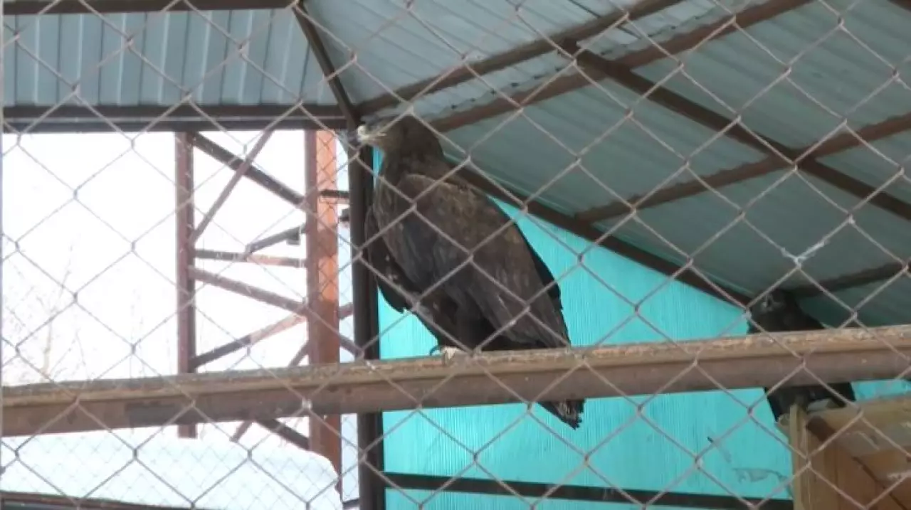 Беркуты и орлы переживают зиму в Актобе