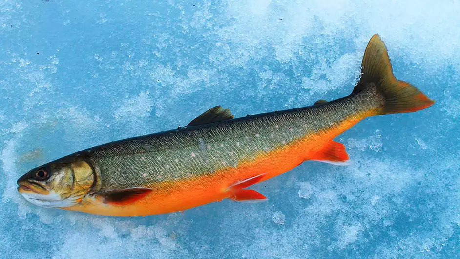 Қыс кезінде балық аулау: Әлемдік рекорд, сүйікті іс және көңіл тыныштығы...