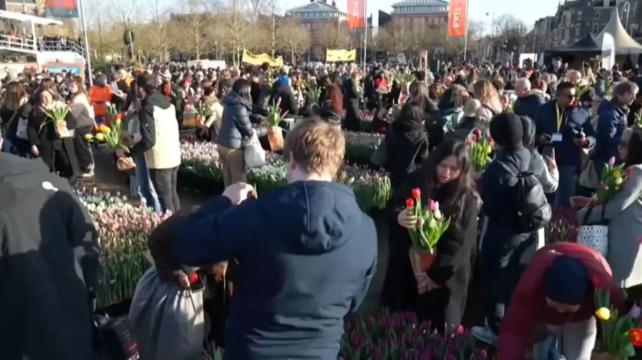 200 тысяч тюльпанов раздали в Амстердаме