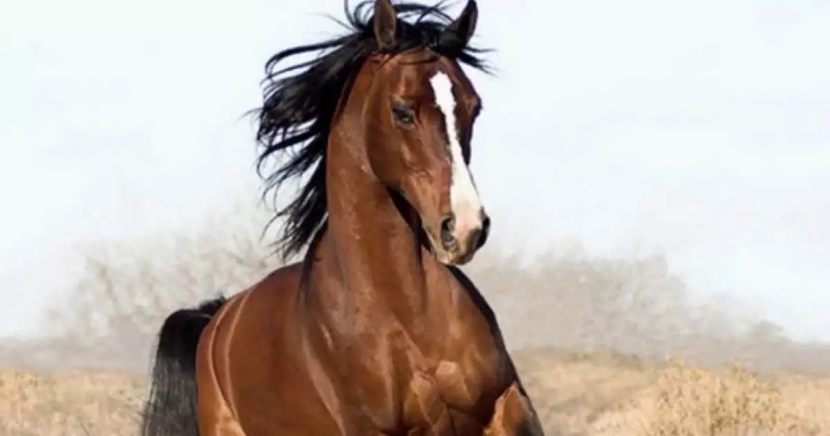   4,5 миллион жылқыдан 300 мың жылқы қалды - этнограф   