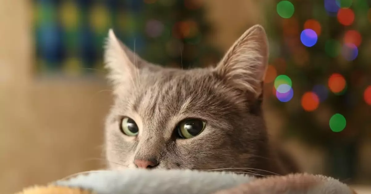  Үйдегі «терапевт»: мысық көңіл-күйді де, денсаулықты да түзетуі мүмкін 