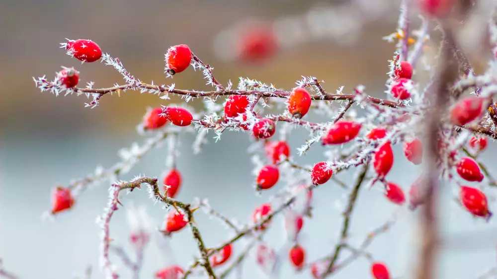 38-градусные морозы вернутся в Казахстан