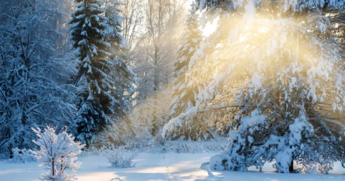  Абай облысында қарағайды заңсыз кескендер жауапқа тартылды 