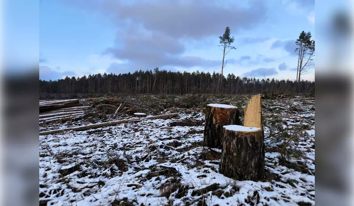Срубили 92 сосны: незаконную вырубку леса выявили в области Абай