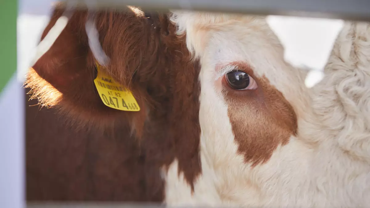 Мал өсіретіндерге арзан несие беріледі