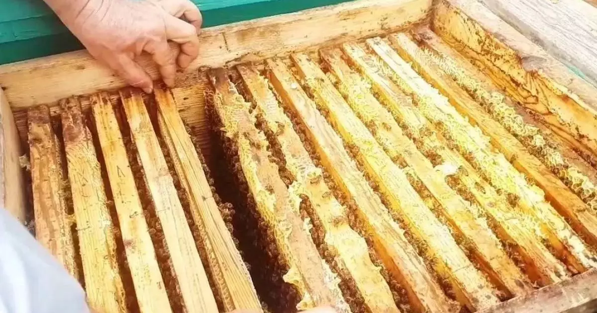  Жамбылда шекарадан ара балын заңсыз алып өтпек болған шетел азаматы ұсталды 