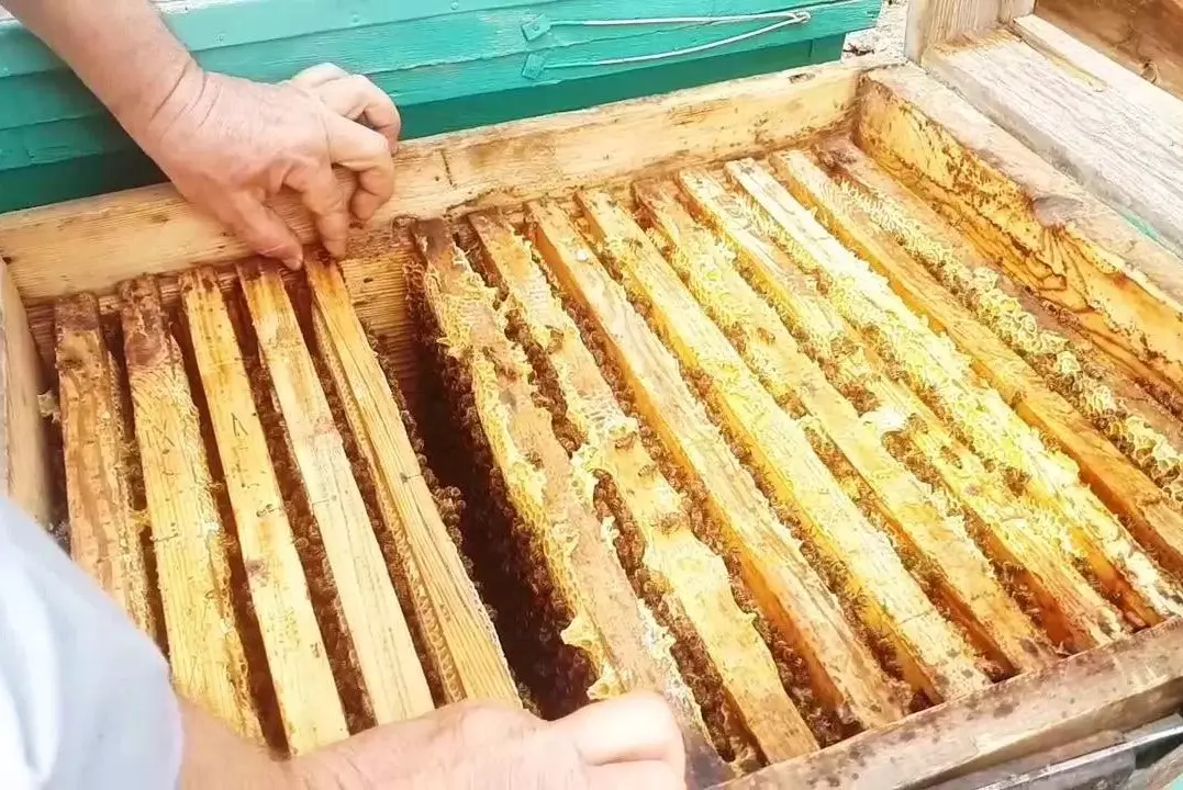 В Жамбылской области пресечена попытка незаконного транзита продукции пчеловодства