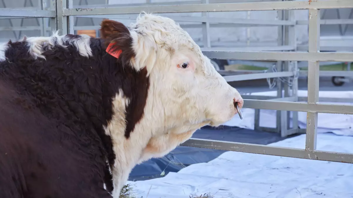 6-7%-бен несие беру: Үкімет мал шаруашылығын дамытудың кешенді жоспарын мақұлдады