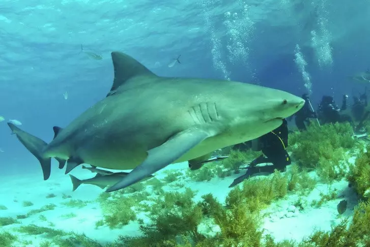 Акулы атаковали детей в Сиднейской гавани