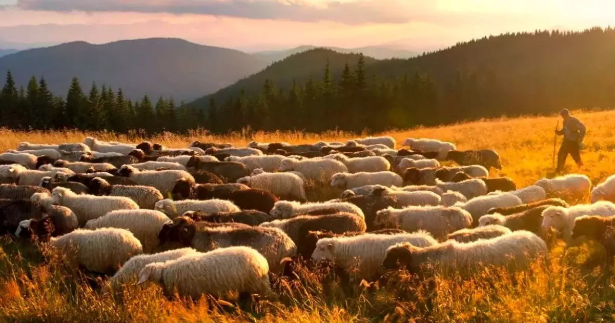  Шопандар мен бақташылар 55 жасқа толғаннан кейін арнайы әлеуметтік төлемдер алады - Үкімет жобаны мақұлдады 