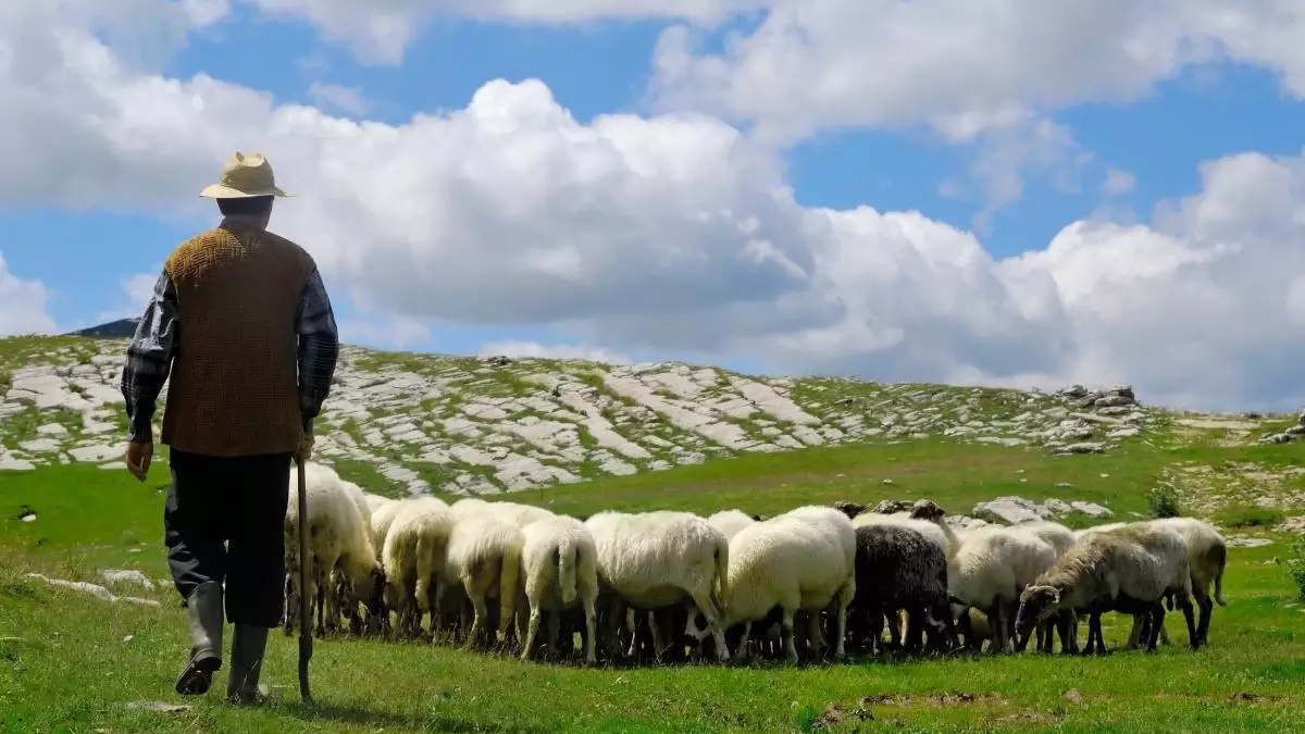 Қуанышты жаңалық: Енді 55 жасқа толған шопандар мен бақташылар әлеуметтік төлем алады 