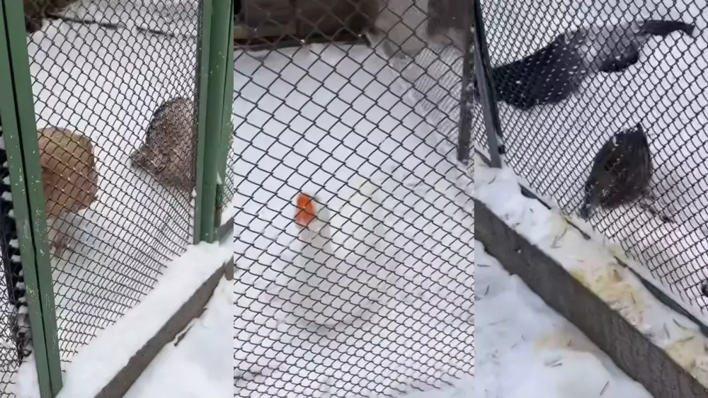 “Сидят на морозе без еды и воды“: алматинцы обеспокоены содержанием животных в парке