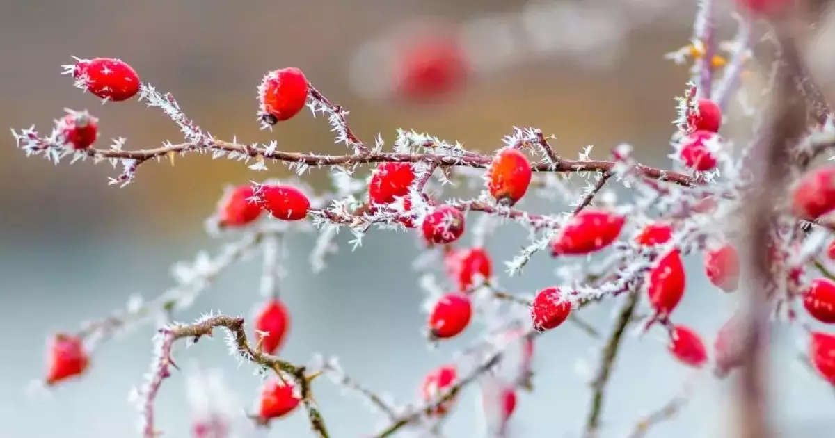  Алдағы үш күнде елімізде 38 градус аяз болады 