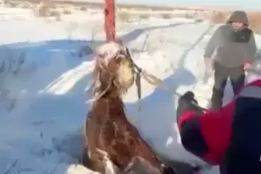 Спасатели вытащили лошадь из трёхметрового колодца в Караганде