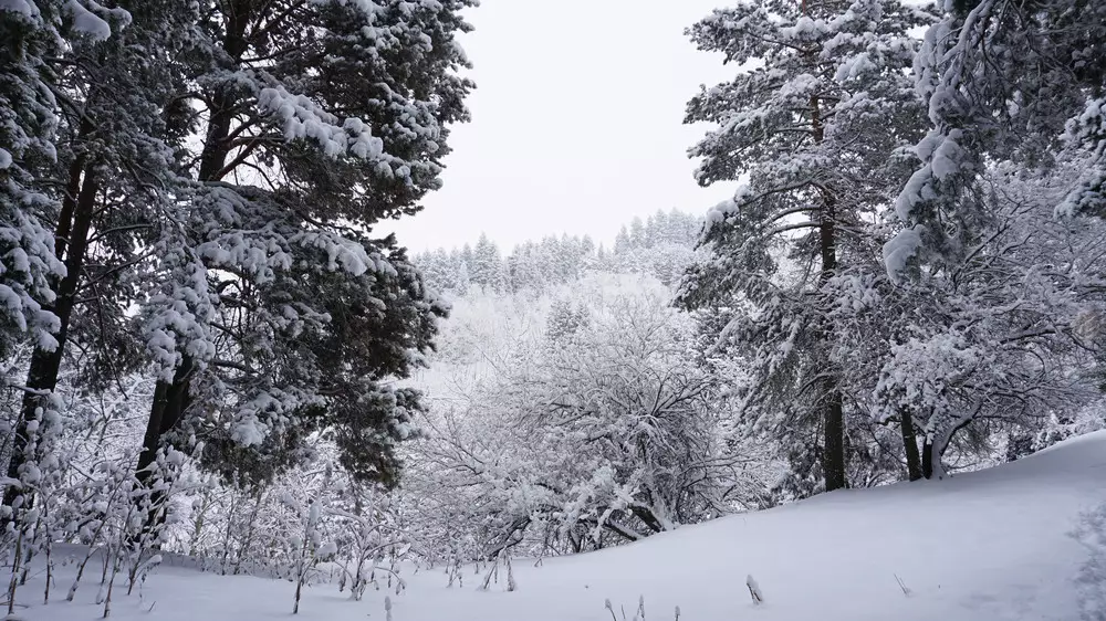 Туман, снег и мороз. В Казахстане объявили штормовые предупреждения