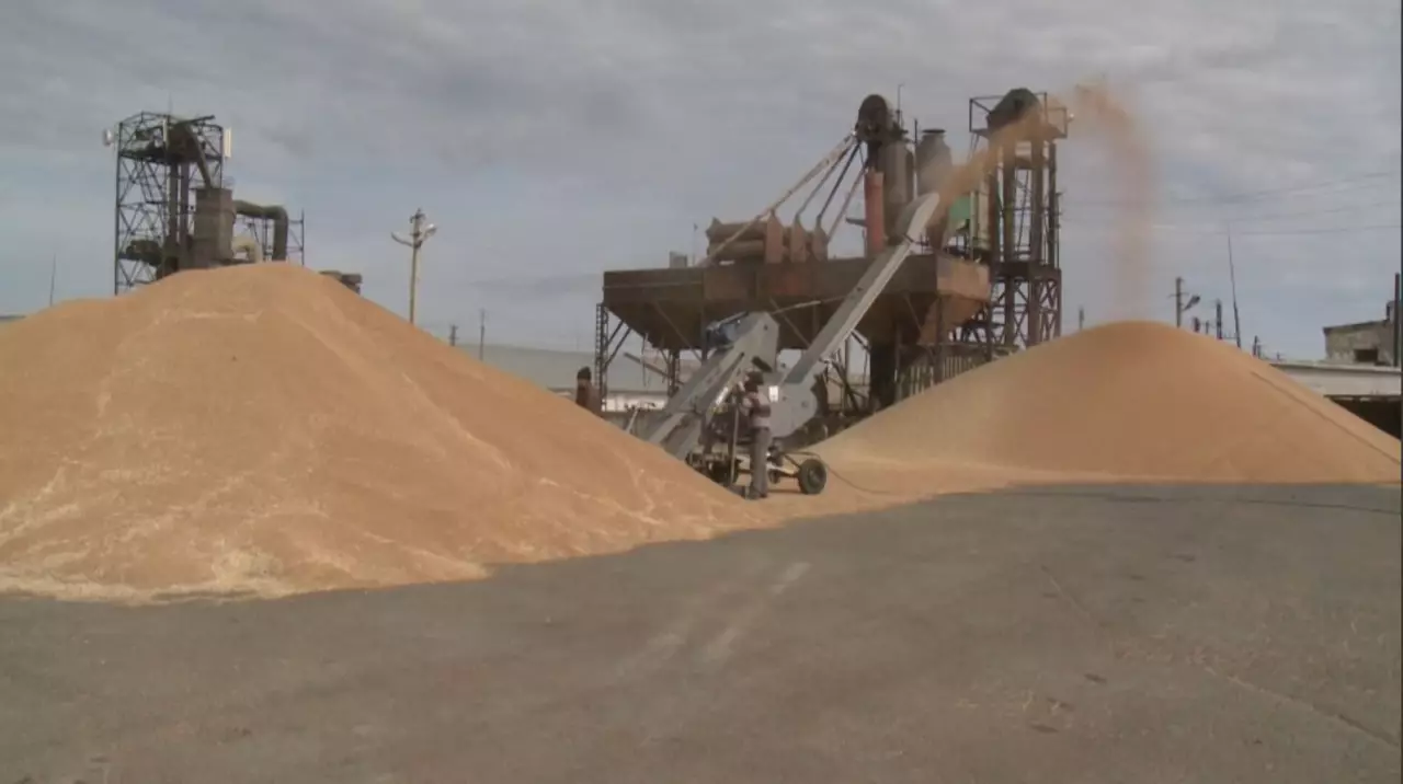 Бидайды терең өңдеу жобалары қолға алынды