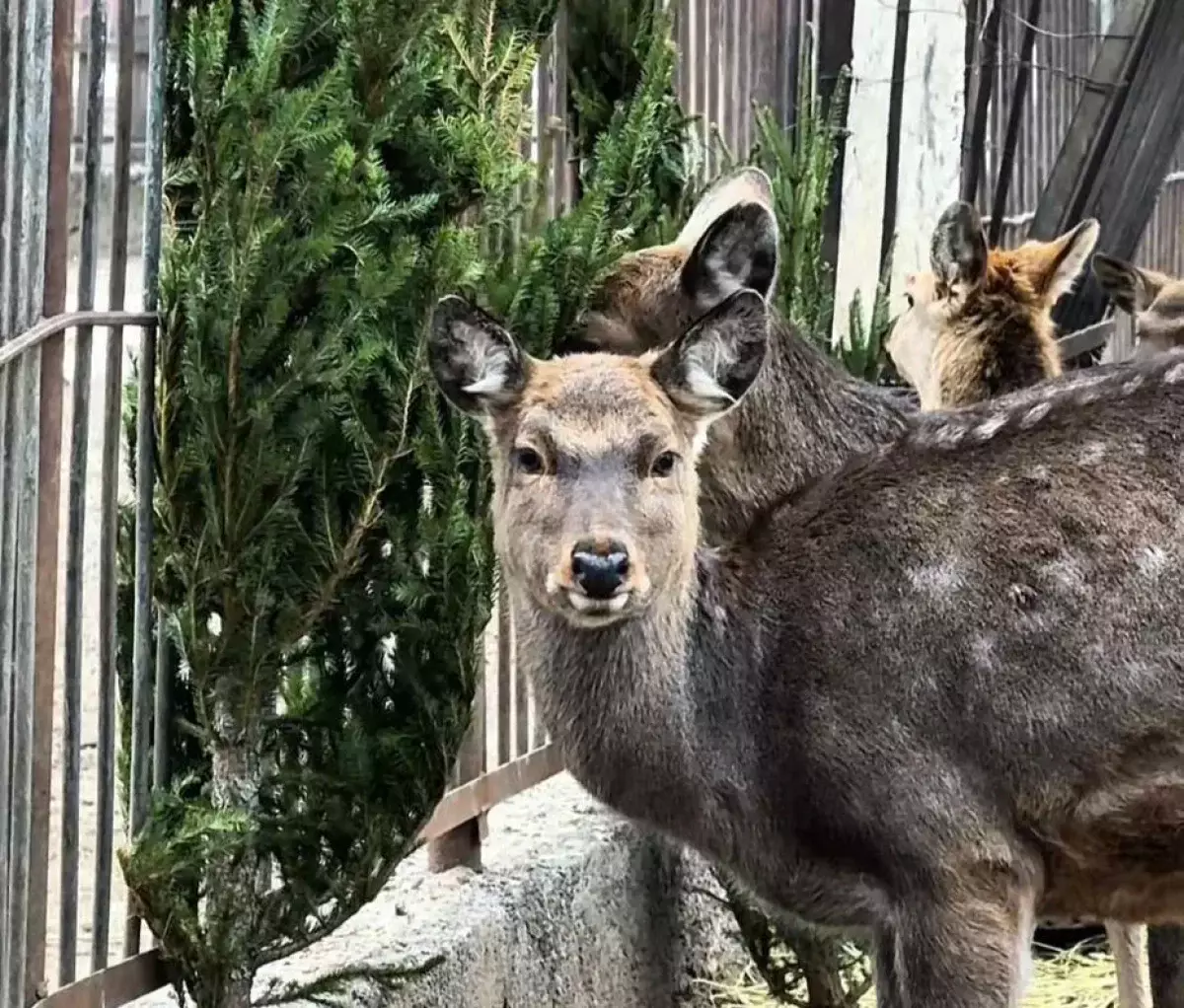 Алматинский зоопарк подвёл итоги акции «Сдай ёлку»