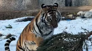 50-ден астам алматылық зообақтың «Шыршаны тапсыр» акциясына қатысты