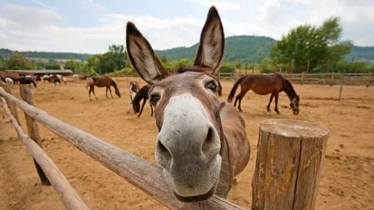 Қазақстанға жылқы етінен бөлек есек пен қашыр еті де импортталған болуы мүмкін – зерттеу