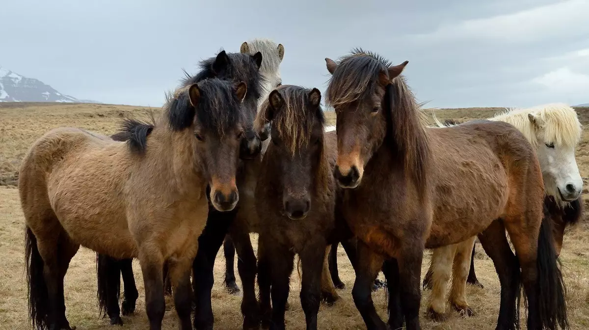 Казахстан удвоил импорт конины