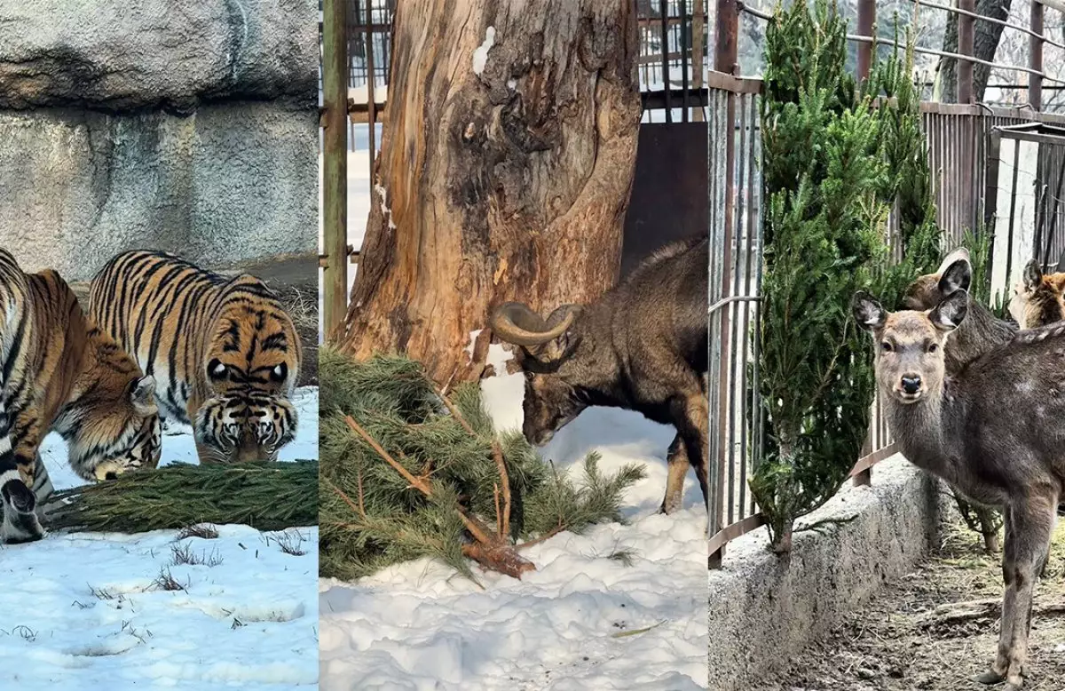 Алматинский зоопарк поблагодарил горожан за елки для животных (ВИДЕО)