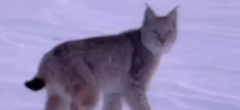 Редкого хищника сняли на видео в "Семей орманы"