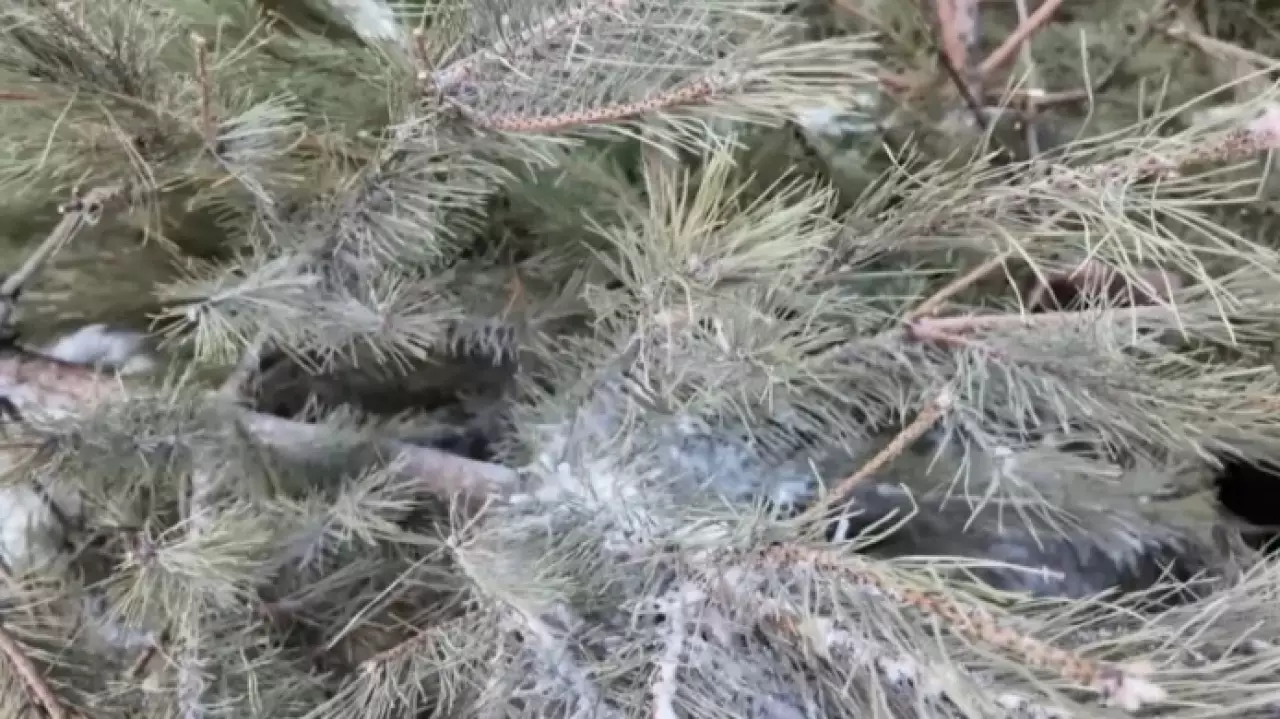 Петропавловцы подарили новогодние ёлки лесным животным