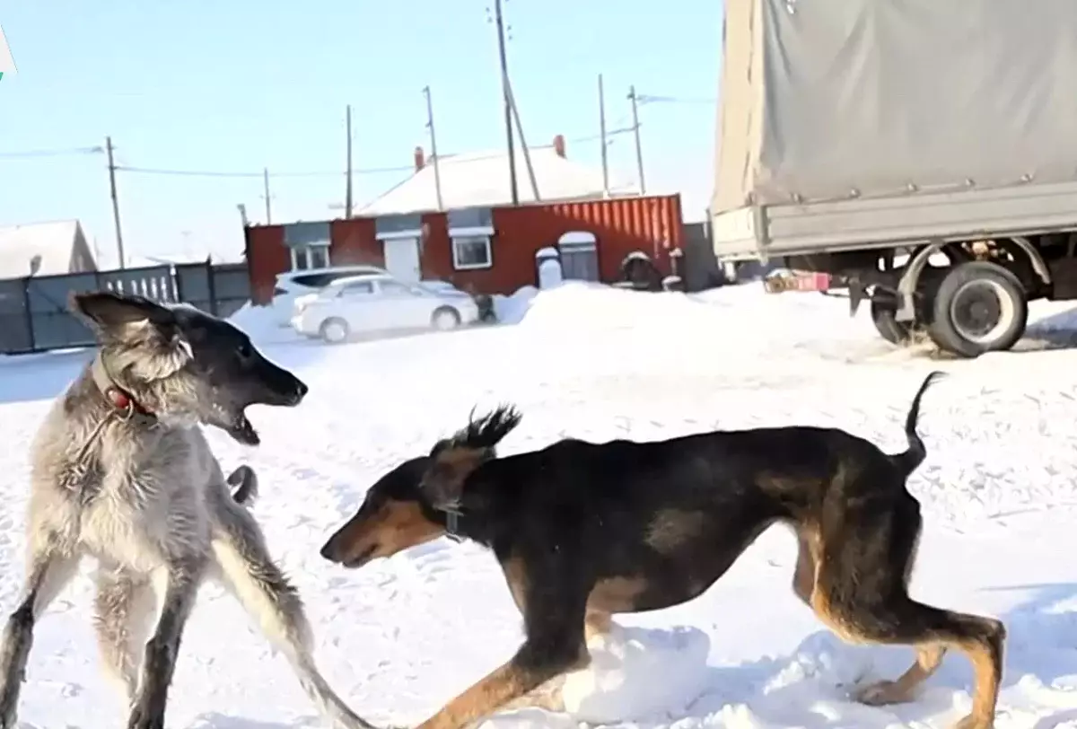 От отца к сыну: как семья из Павлодара сохраняет символ казахской степи