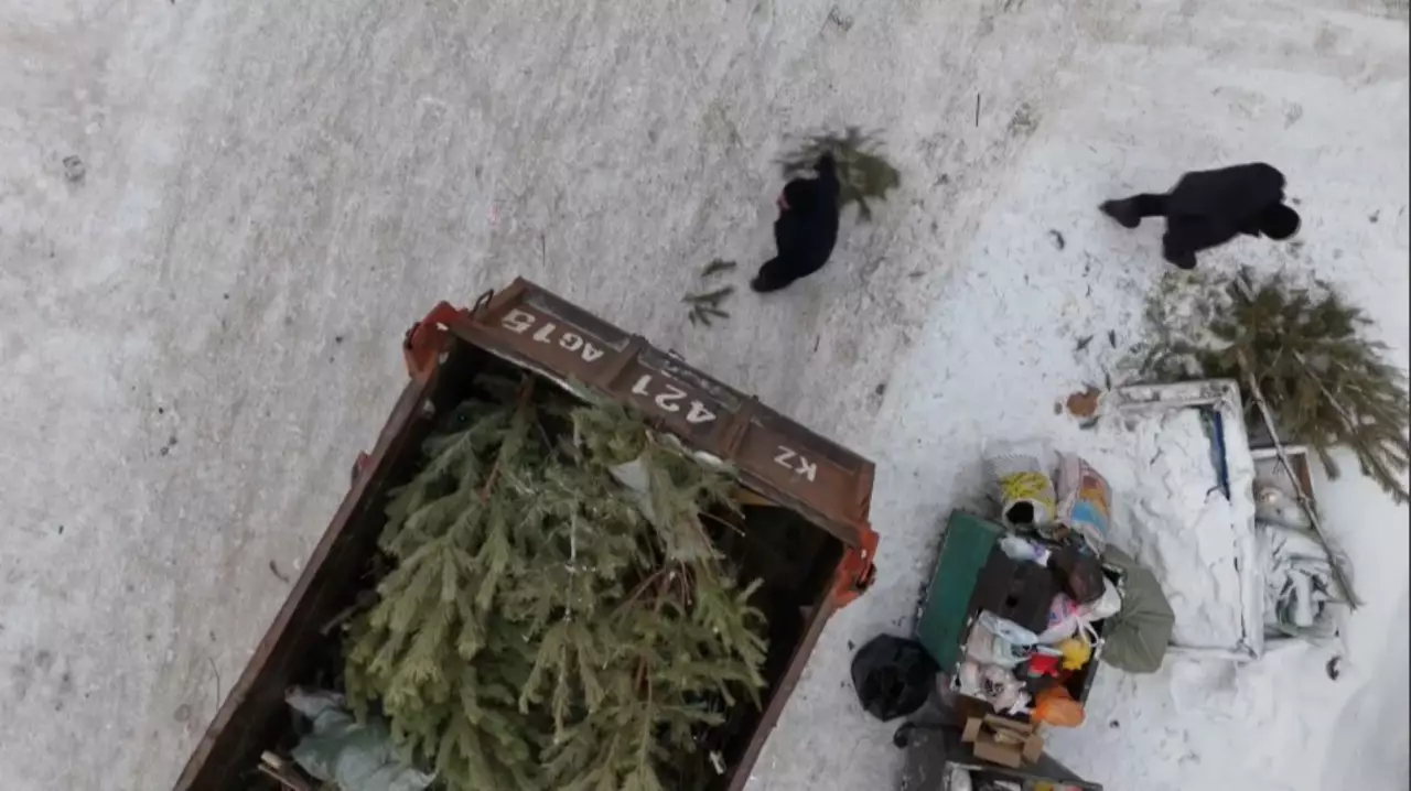 Петропавлда жаңажылдық шыршаларды жинау акциясы өтті